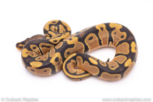 Africa import ball python for sale