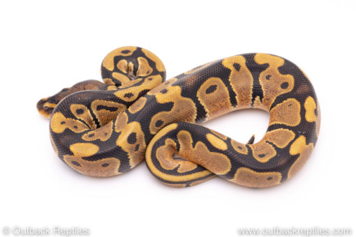 Africa import ball python for sale
