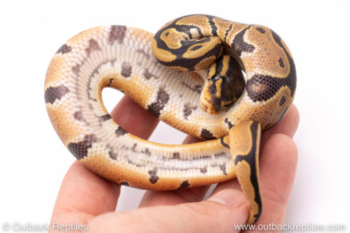 Africa import ball python for sale