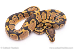 Africa import ball python for sale