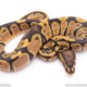 Africa import ball python for sale
