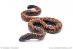 Baby Calabar burrowing python