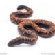 Baby Calabar burrowing python