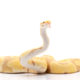 ball python for sale