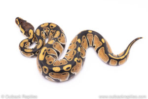 Africa import ball pythons for sale