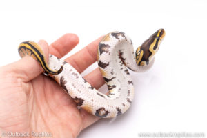 Africa import ball pythons for sale