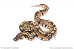 Africa import ball pythons for sale