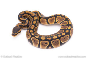 Africa import ball pythons for sale