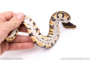 Africa import ball pythons for sale