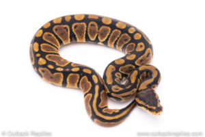 Africa import ball pythons for sale