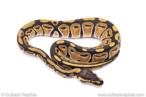 Africa import ball pythons for sale
