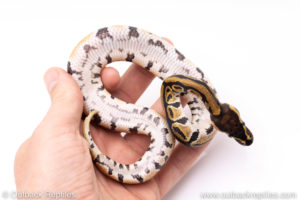 Africa import ball pythons for sale