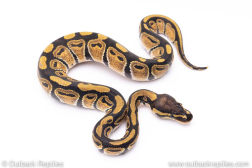 Africa import ball pythons for sale