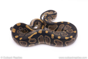 Africa import ball pythons for sale