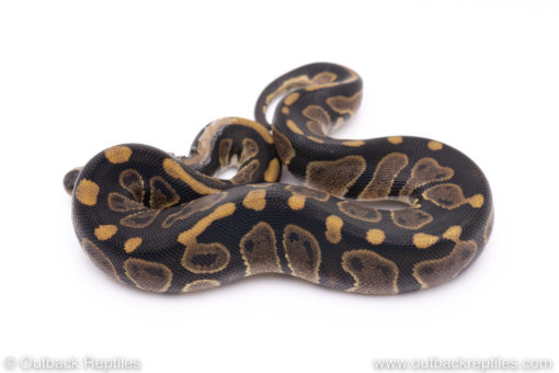 Africa import ball pythons for sale