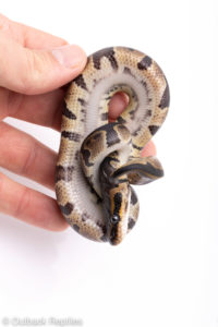 Africa import ball pythons for sale