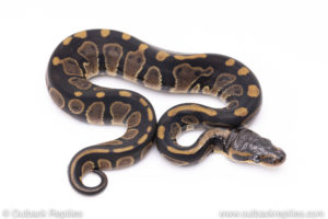 Africa import ball pythons for sale