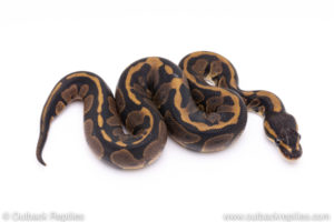 Africa import ball pythons for sale