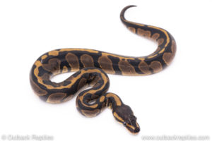 Africa import ball pythons for sale
