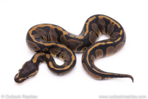 Africa import ball pythons for sale