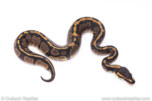 Africa import ball pythons for sale