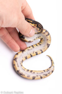 Africa import ball pythons for sale