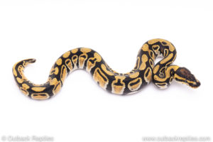 Africa import ball pythons for sale