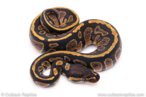 Africa import ball pythons for sale