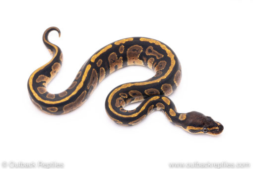 Africa import ball pythons for sale