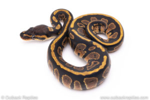 Africa import ball pythons for sale