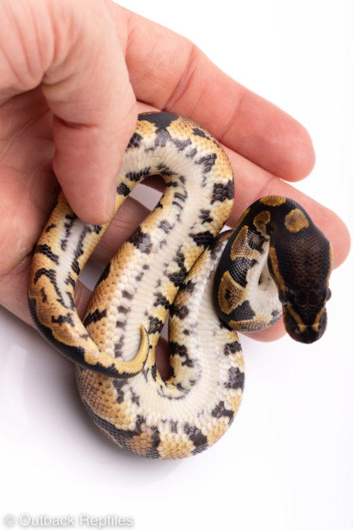 Africa import ball pythons for sale