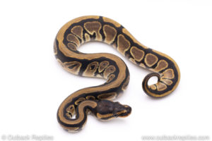 Africa import ball pythons for sale