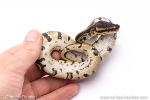 Africa import ball pythons for sale