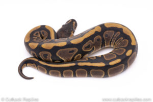 Africa import ball pythons for sale