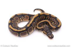 Africa import ball pythons for sale