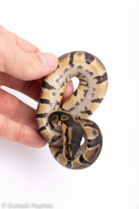 Africa import ball pythons for sale