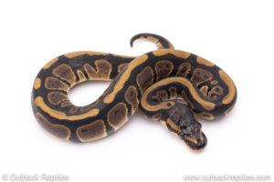 Africa import ball pythons for sale