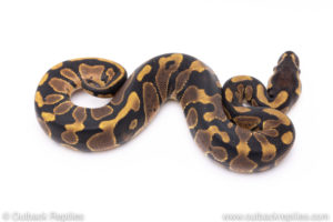 Africa import ball pythons for sale