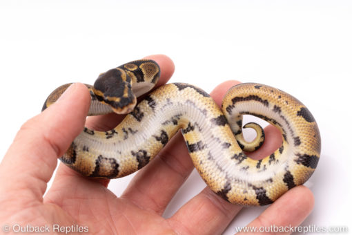 Africa import ball pythons for sale