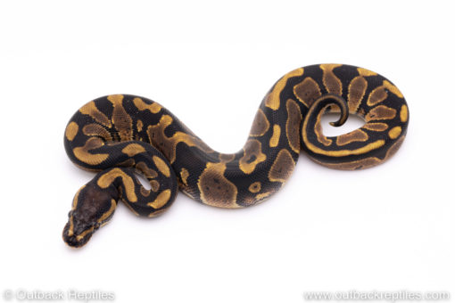 Africa import ball pythons for sale