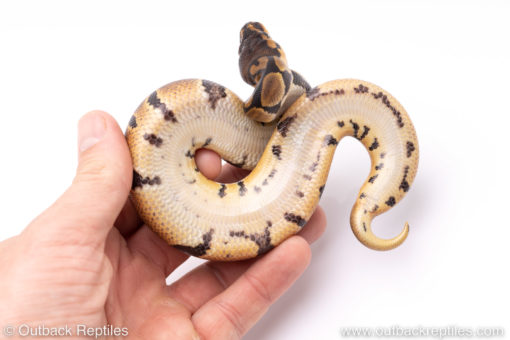 Africa import ball pythons for sale