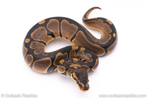 Africa import ball pythons for sale