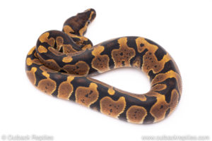 Africa import ball pythons for sale