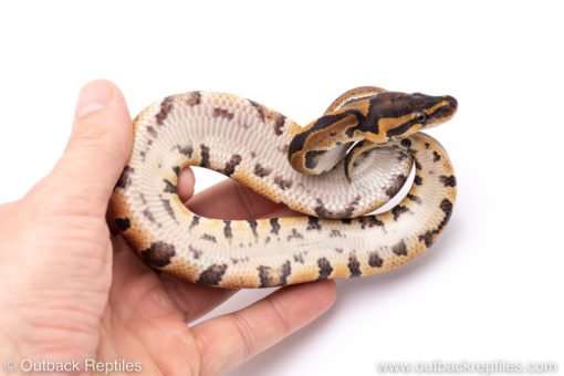 Africa import ball pythons for sale