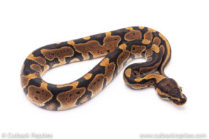 Africa import ball pythons for sale