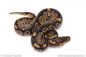 Africa import ball pythons for sale