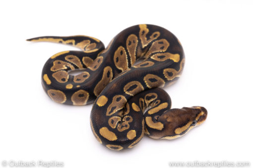 Africa import ball pythons for sale