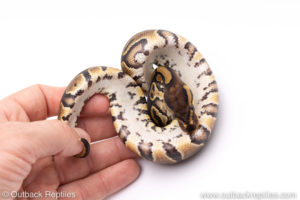 Africa import ball pythons for sale