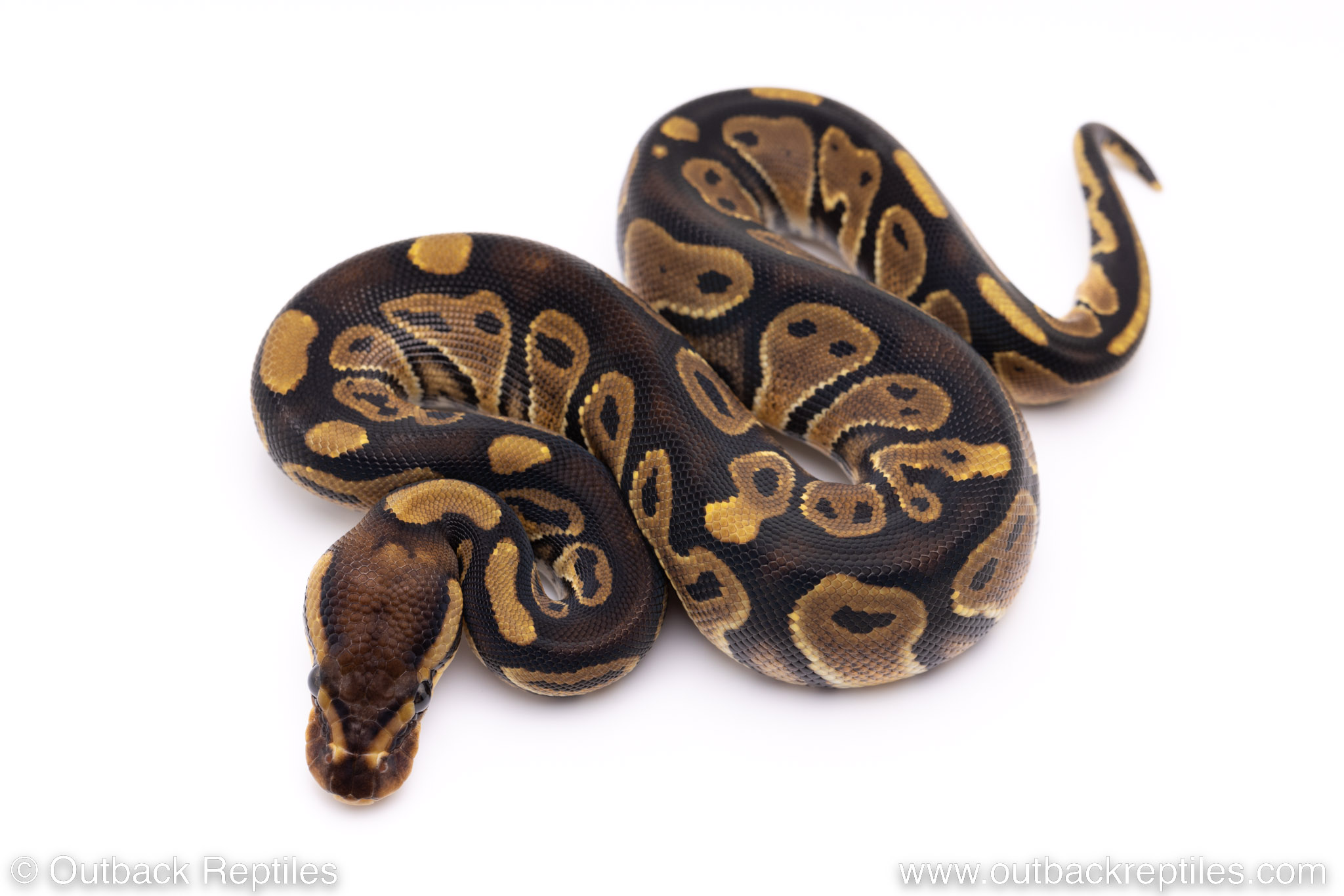 Africa import ball pythons for sale