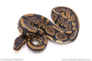 Africa import ball pythons for sale